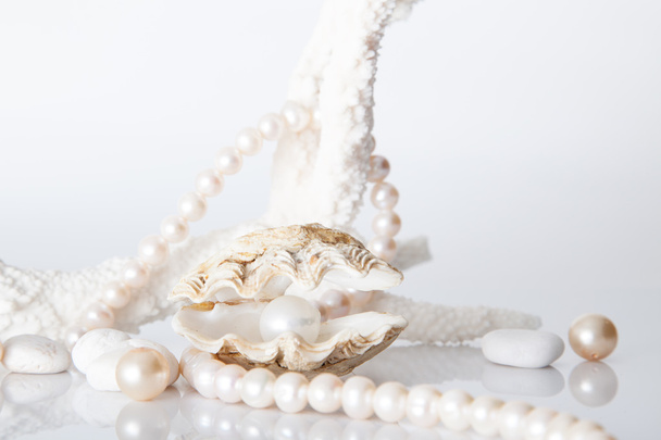 Λευκό μαργαριτάρι στο διακοσμημένο με μαργαριτάρι κολιέ κέλυφος. - Φωτογραφία, εικόνα