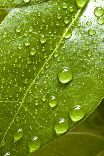 Bay tree leaf - Valokuva, kuva