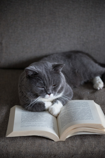 The gray cat is reading a book - Zdjęcie, obraz