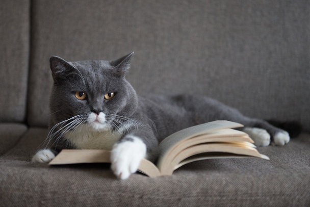 The gray cat is reading a book - Foto, Imagem