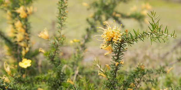 Flor silvestre dorada australiana Grevillea juniperine molonglo panor
 - Foto, Imagen
