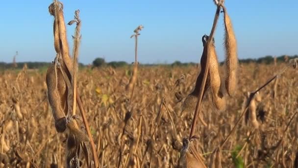 Val soja veld, sojabonen klaar voor oogst - Video