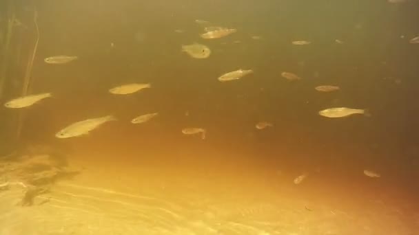 Ryby plavou pod vodou - Záběry, video