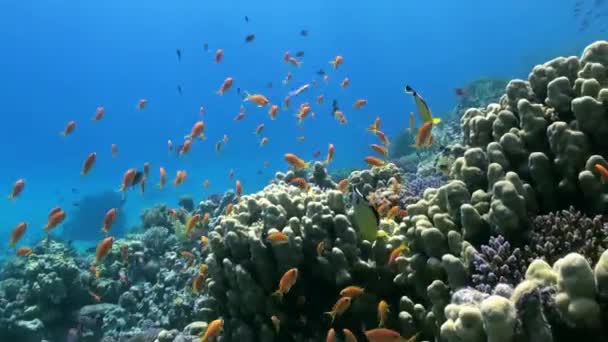 Paisaje submarino de arrecife de coral. Mar Rojo
. - Metraje, vídeo