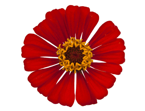 rode zinnia geïsoleerd - Foto, afbeelding