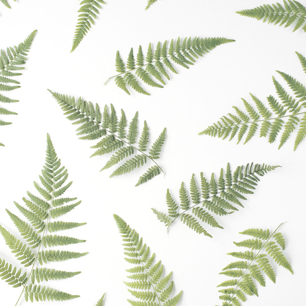 patrón de hojas de helecho
 - Foto, imagen