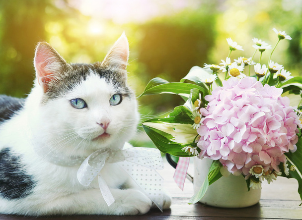 ピンクのアジサイのブーケと青い目の猫 - 写真・画像