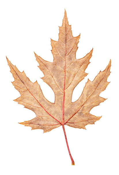 gray autumn maple leaf isolated on white background - Photo, Image