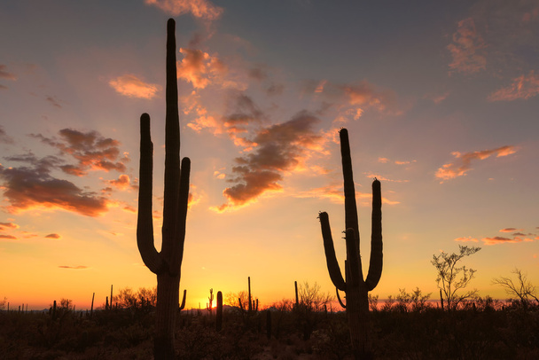 サグアロのシルエットと、アリゾナ州の夕日. - 写真・画像