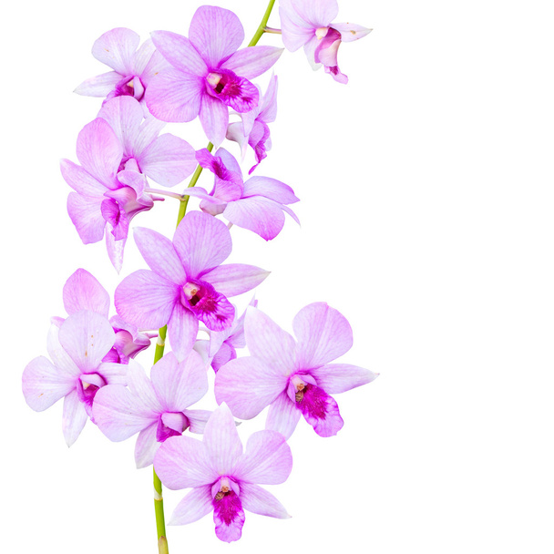 kwiaty orchid - Zdjęcie, obraz