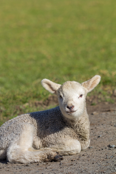 春の日差しの中で座っている子羊 - 写真・画像