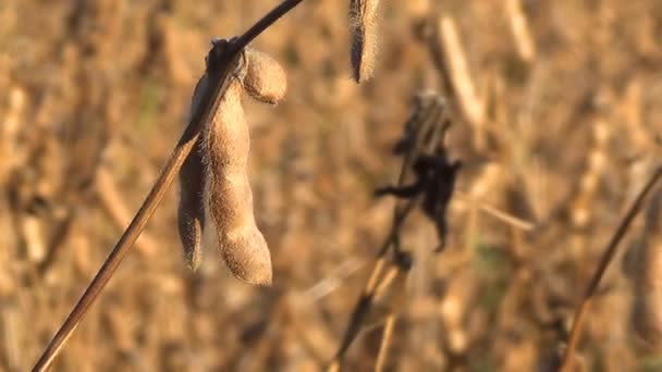 Soya fasulyesi hazır hasat, soya fasulyesi için - Video, Çekim