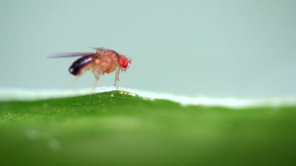 Insect fruit fly - Footage, Video