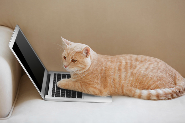 Cute cat with laptop - Valokuva, kuva