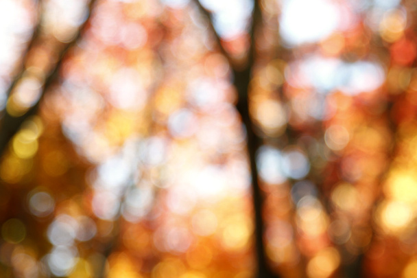 bosque de otoño - Foto, imagen