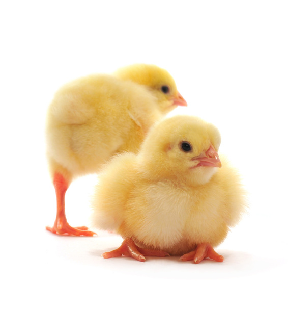 Two yellow chickens - Photo, Image