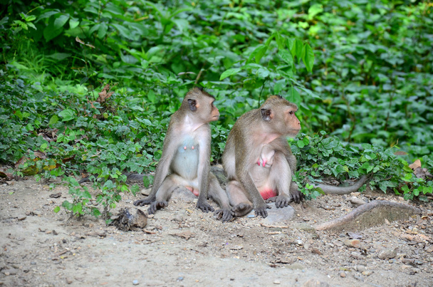 Małpa z rodziny na ziemi w lesie w pongkrating Hot springs  - Zdjęcie, obraz