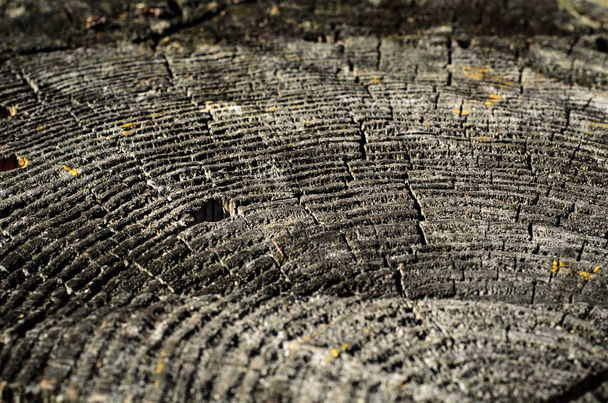 Primo piano, breve profondità di campo dettaglio di anelli annuali vecchia struttura tronco d'albero
. - Foto, immagini