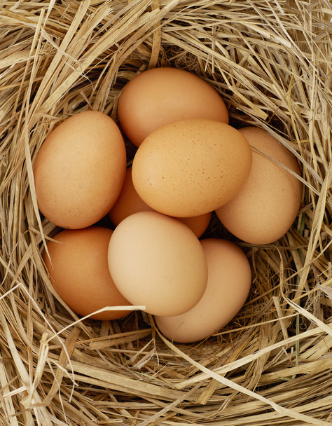 Вільний вибір яйця
 - Фото, зображення