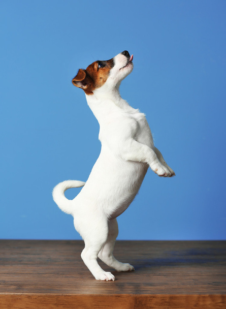 Jack Russell terrier  - Фото, зображення