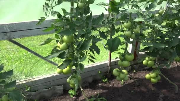 Bukiety z zielonych pomidorów niedojrzałych raw, że uprawy w szklarni gospodarstwa. 4k - Materiał filmowy, wideo