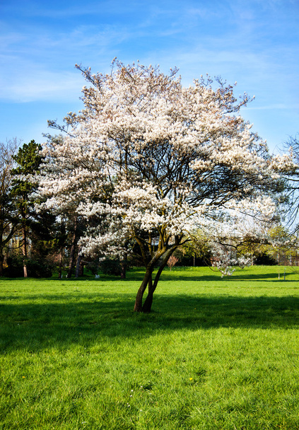 Kirschblütenbaum - Foto, Bild