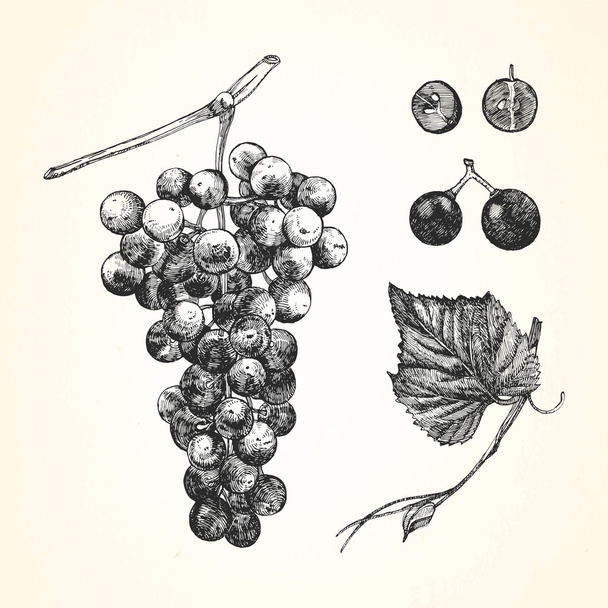 Ручная иллюстрация фруктов
 - Вектор,изображение