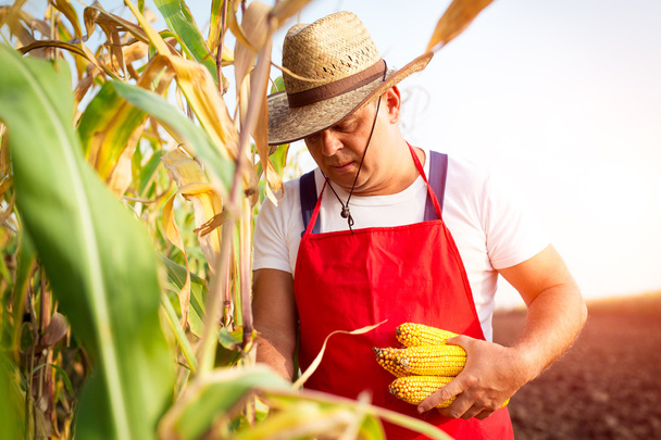 Viljelijä, jolla on maissintähkä kädessä maissipellolla
 - Valokuva, kuva