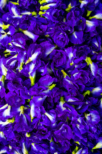 μοβ άνθη, μπιζέλι λουλούδια. - Φωτογραφία, εικόνα