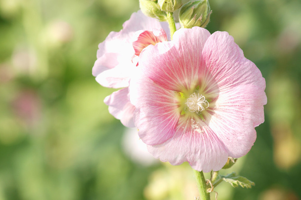 Розовый холлихок (Althaea rosea) цветет в летний день
 - Фото, изображение