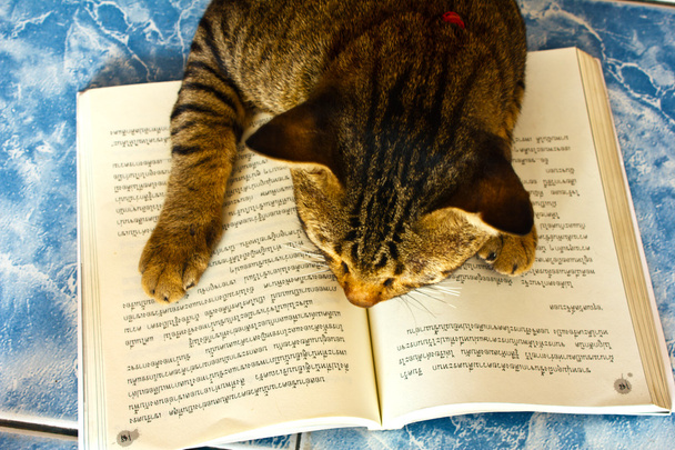 Lucky with book - not to play but to learn - Photo, Image