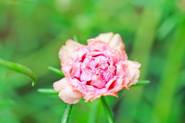 Portulaca virág - Fotó, kép