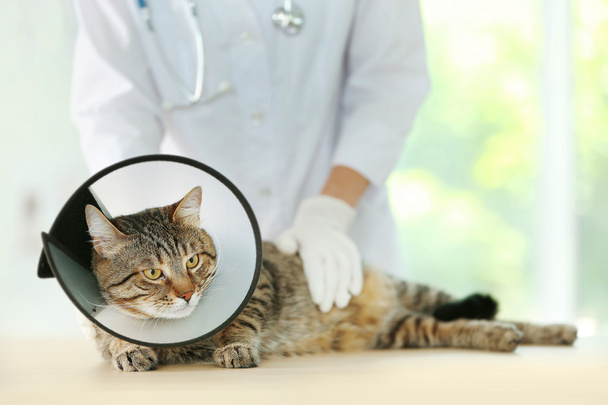 Veterinarian doctor with cat  - Fotó, kép