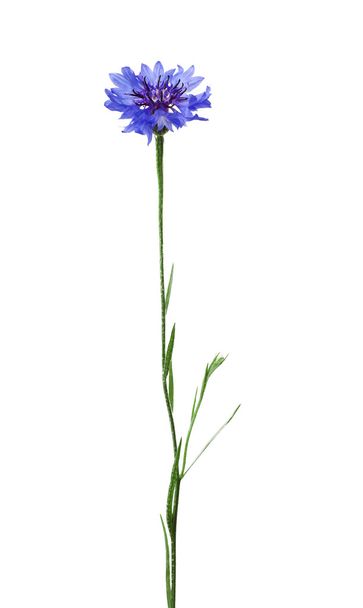 Beautiful bluett flower isolated  - Фото, изображение