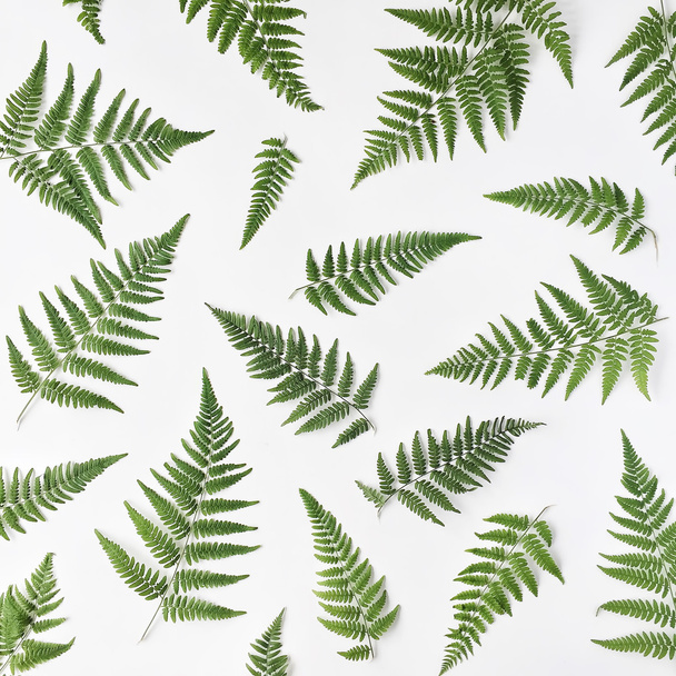 fern leaves pattern - Fotoğraf, Görsel