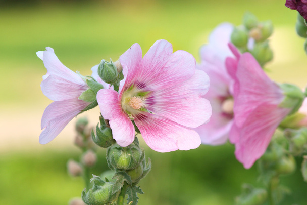 Άνθη ροζ hollyhock (Αλθαία rosea) σε μια καλοκαιρινή μέρα - Φωτογραφία, εικόνα
