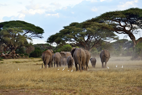 Olifanten in de savanne - Foto, afbeelding