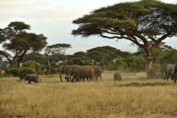 Słonie w sawannie - Zdjęcie, obraz