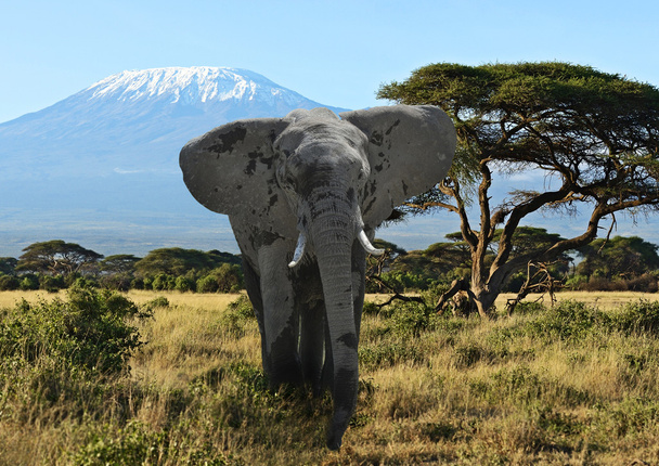 Elefantes en la sabana - Foto, imagen