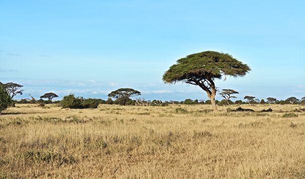 Африканская саванна в Кении
 - Фото, изображение