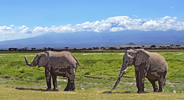 Слони в савані
 - Фото, зображення
