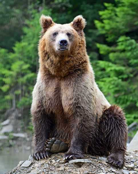 Ours brun dans les bois
 - Photo, image