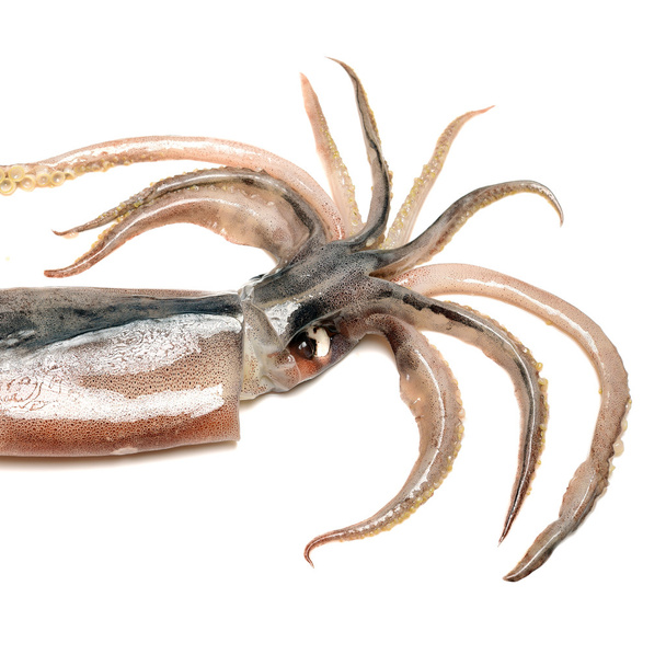 Fresh squid isolated on white  - Photo, Image