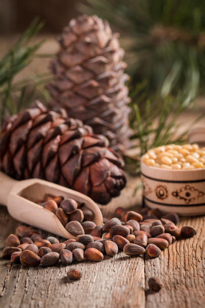 Cedar nuts and branch with cone - Фото, изображение