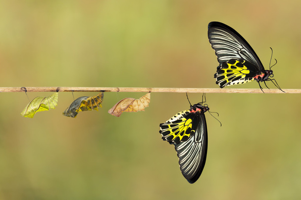 Κύκλο ζωής του γυναικείου κοινού birdwing πεταλούδα - Φωτογραφία, εικόνα