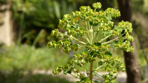 Euphorbia characias es una especie de planta fanerógama perteneciente a la familia de las euforbiáceas.
. - Imágenes, Vídeo
