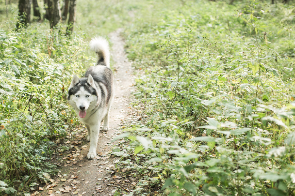 Husky dog walking  in forest, summer - Zdjęcie, obraz
