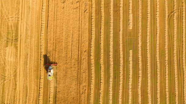 Harvester working in field and mows wheat. Ukraine. Aerial view. - Fotoğraf, Görsel