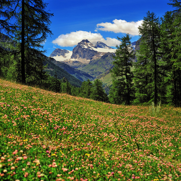 alpien prairie de trèfle avec montagnes
 - Photo, image