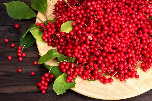 Chinese schizandra - red ripe berries - 写真・画像